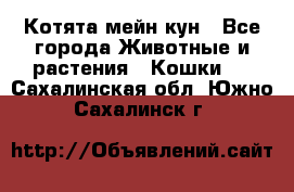 Котята мейн кун - Все города Животные и растения » Кошки   . Сахалинская обл.,Южно-Сахалинск г.